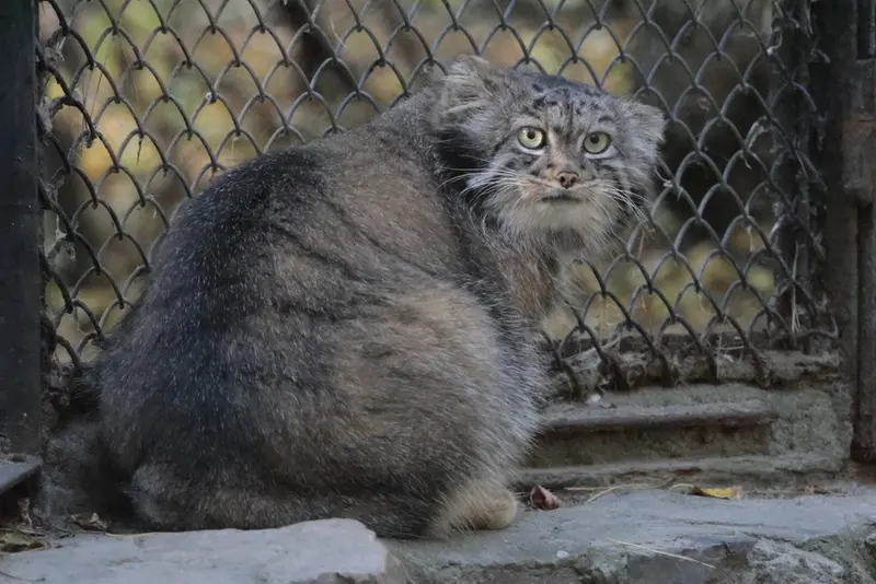 ノヴォシビルスク動物園のアデルの写真