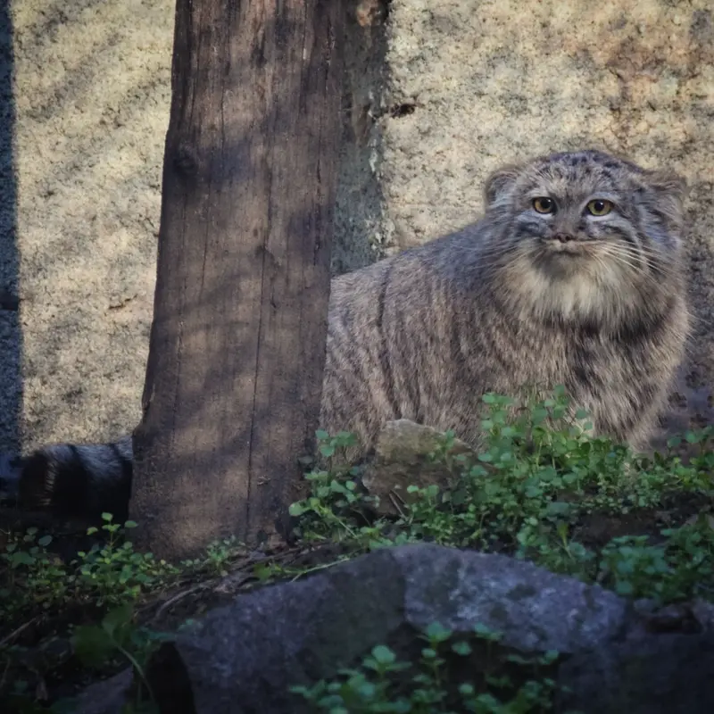 ブダペスト動物園・植物園のルーシーの写真