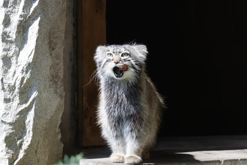 モスクワ動物園のティモフェイの写真