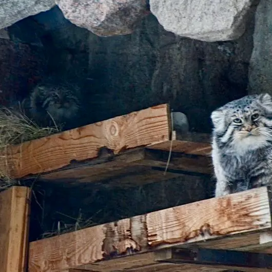 モスクワ動物園のヴァディムとヴァルヴァラの写真
