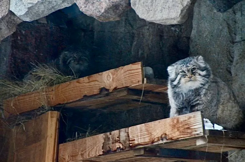 モスクワ動物園のヴァディムとヴァルヴァラの写真
