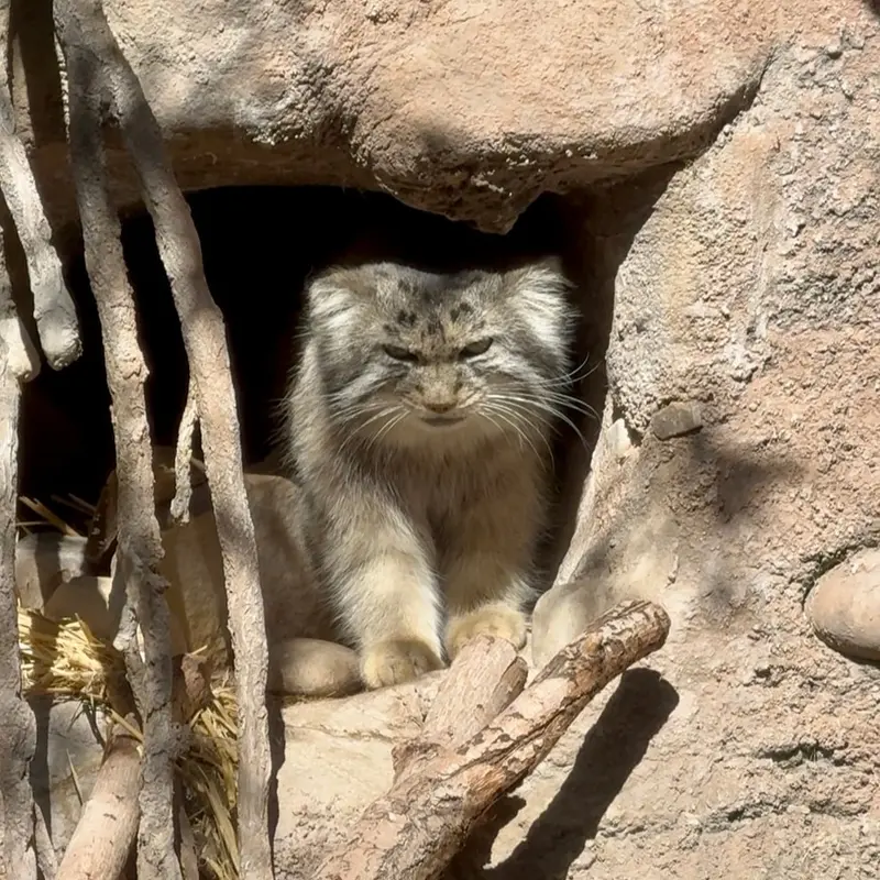 ユタズ・ホグル動物園のフィラリスの写真