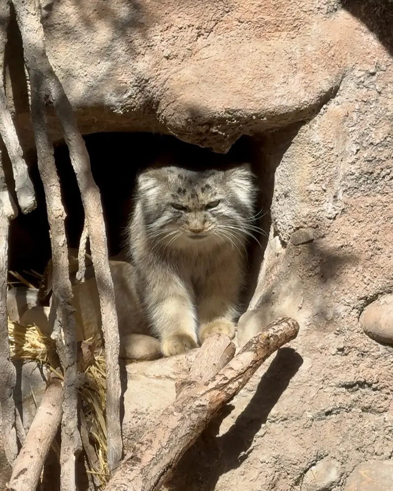 ユタ州ホグル動物園のフィラリスの写真