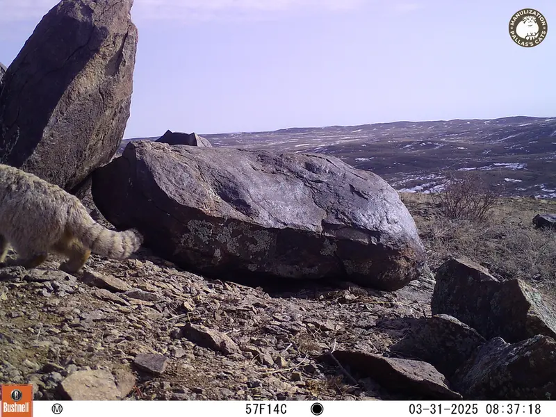 コシュカルカメラトラップで撮影したOtocolobus manul manulの写真