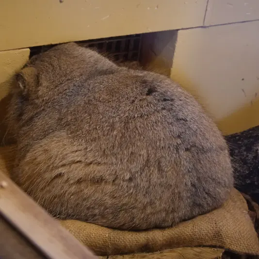 埼玉県こども動物自然公園のオリーヴァの写真