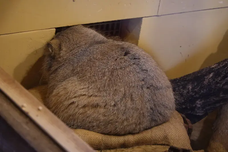 埼玉県こども動物自然公園のオリーヴァの写真