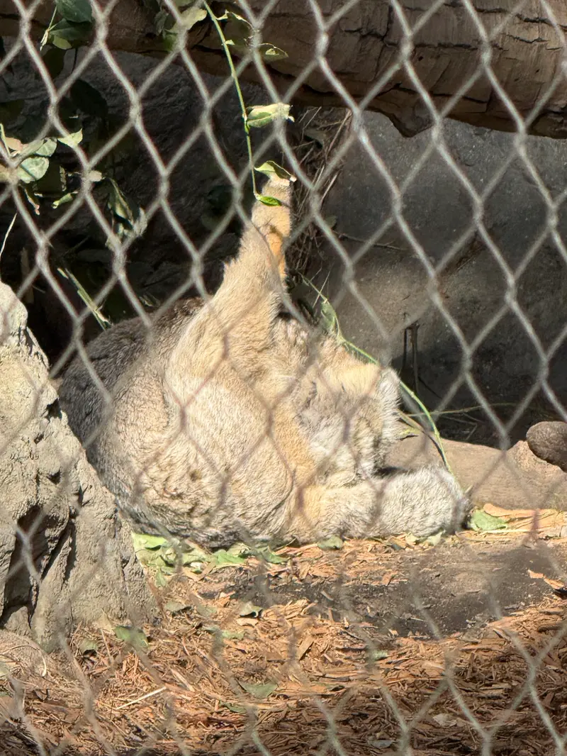マヌルネコの写真