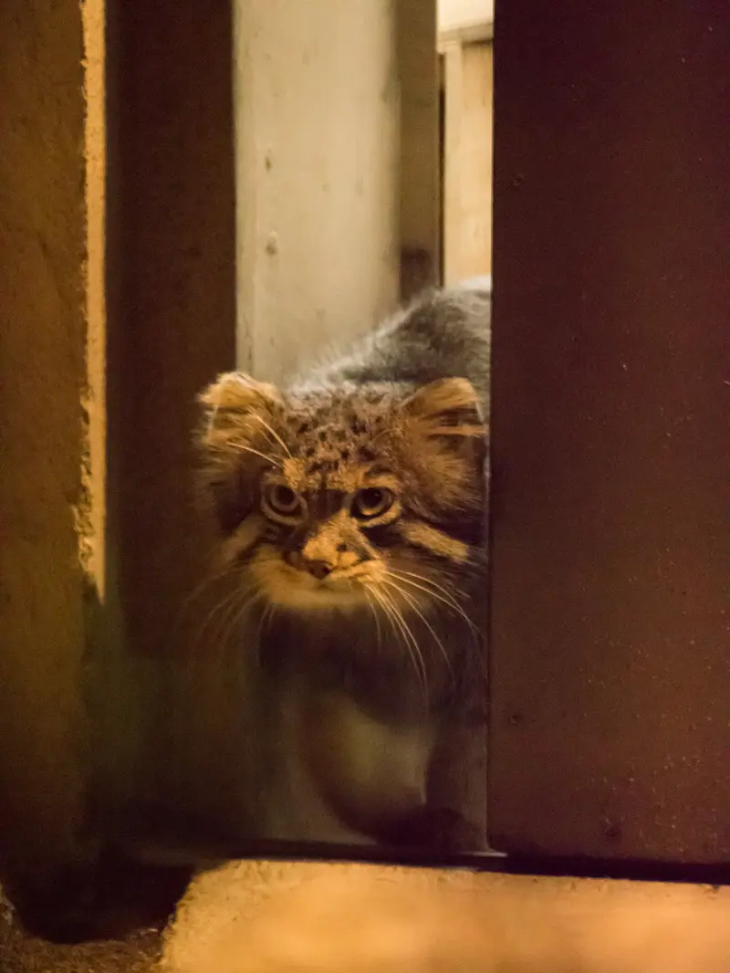 野毛山動物園のフィーガの写真