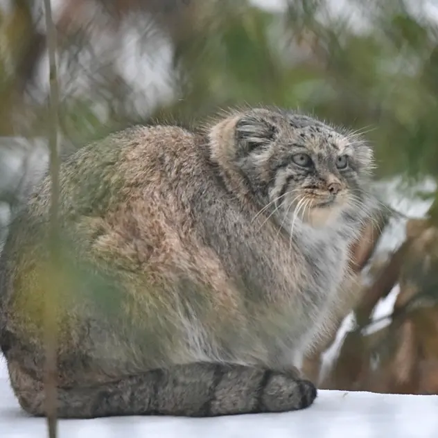 オペル動物園のフェイの写真