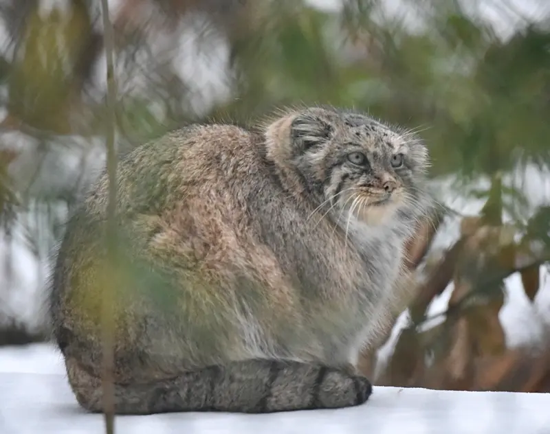 オペル動物園のフェイの写真