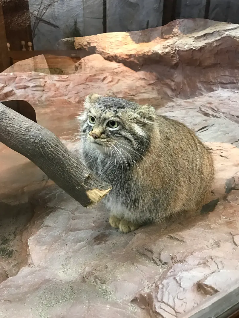 那須どうぶつ王国のポリーの写真