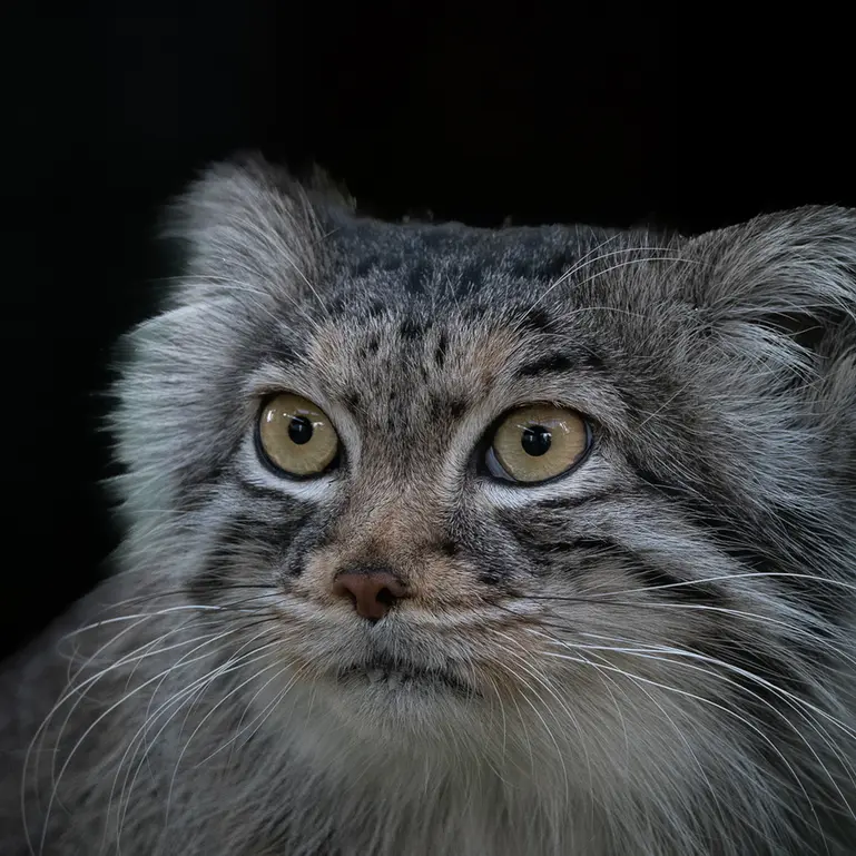ビッグ・キャット・サンクチュアリのカラの写真