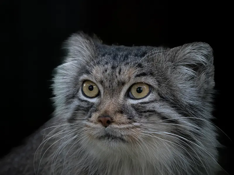 ビッグ・キャット・サンクチュアリのカラの写真