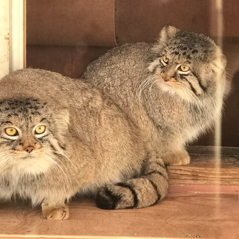 埼玉県こども動物自然公園のレフとシャルの写真
