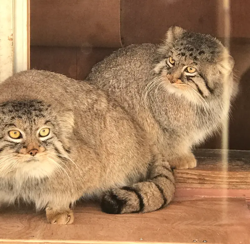 埼玉県こども動物自然公園のレフとシャルの写真