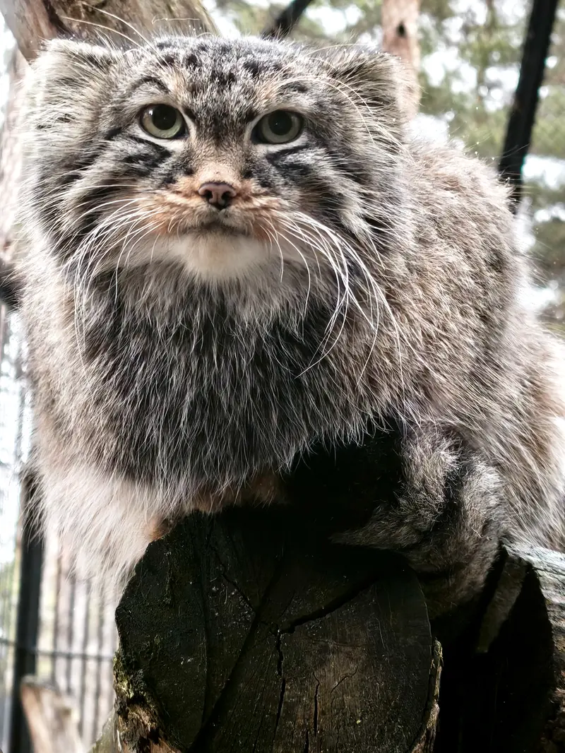 ノヴォシビルスク動物園のレオンの写真