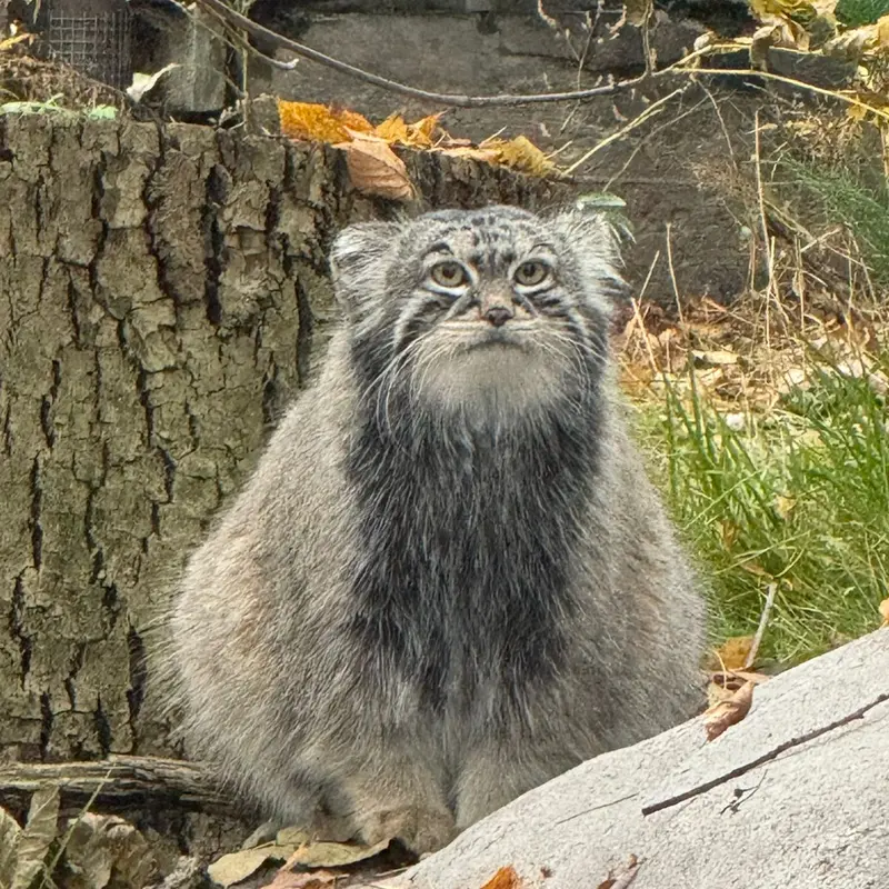 モスクワ動物園のティモフェイの写真