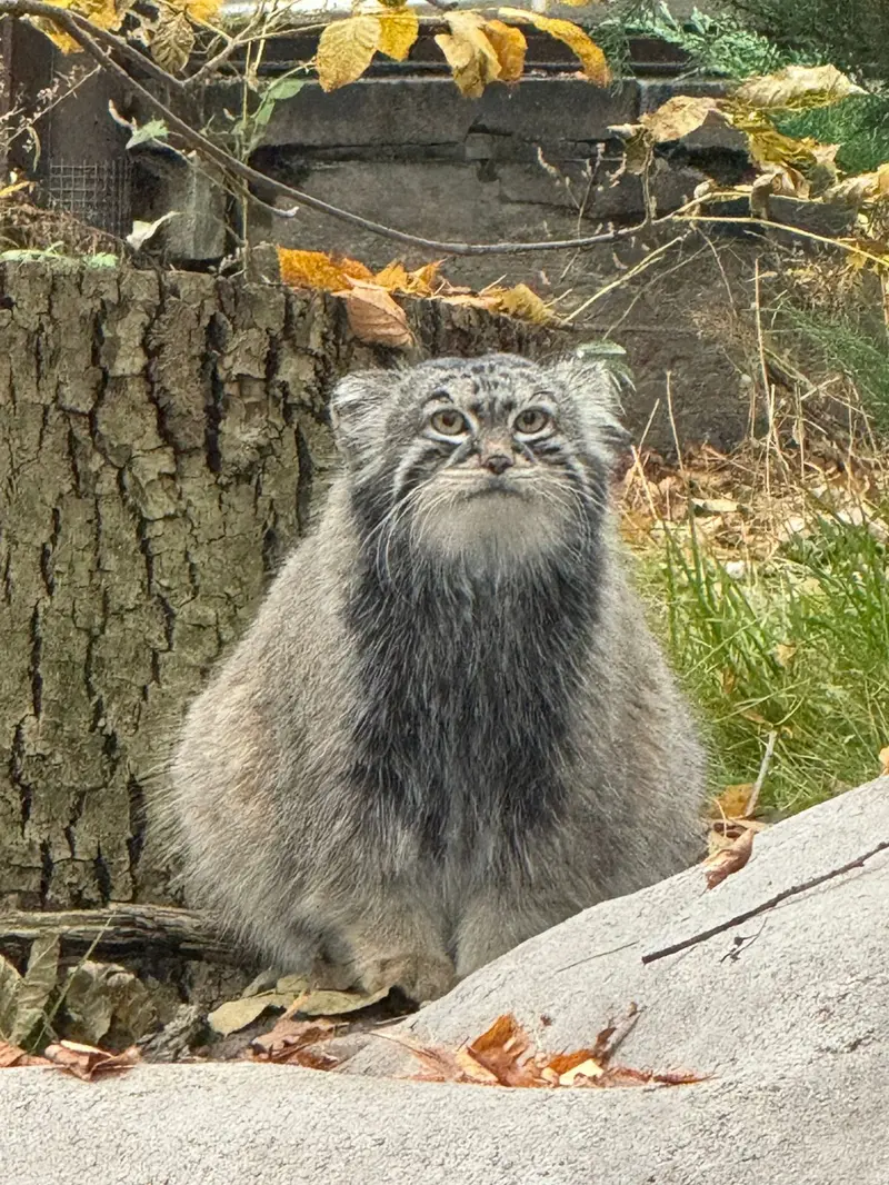 モスクワ動物園のティモフェイの写真