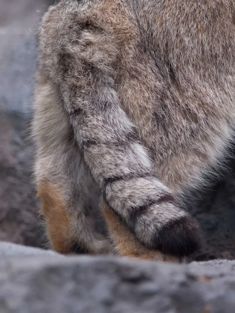旭山動物園のグルーシャの写真