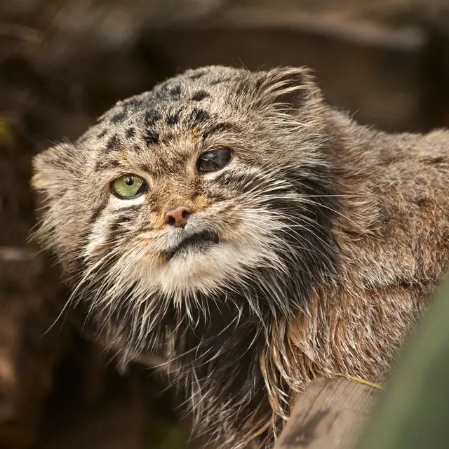 ノヴォシビルスク動物園のカラガンダの写真