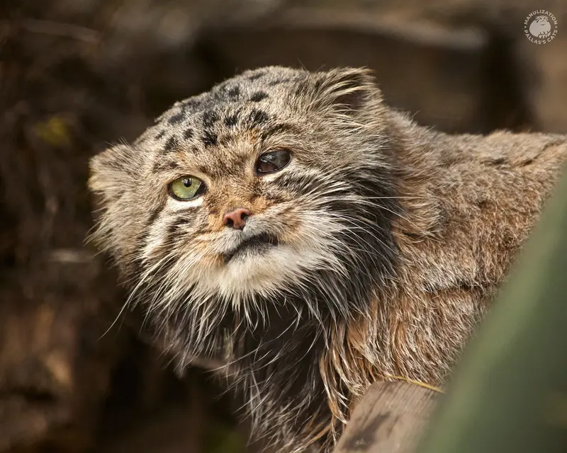 ノヴォシビルスク動物園のカラガンダの写真