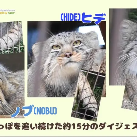 東山動植物園のノブ、ヒデとヤスの写真