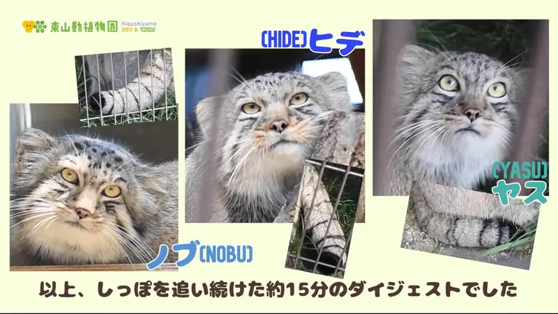 Higashiyama Zoo and Botanical Gardensのノブ、ヒデとヤスの写真