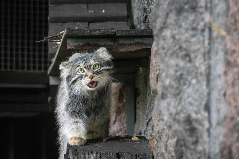 モスクワ動物園のティモフェイの写真