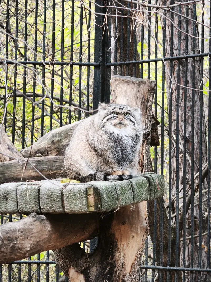 ノヴォシビルスク動物園のアーニャの写真