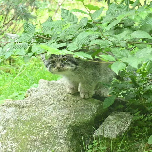 オペル動物園のバトゥの写真