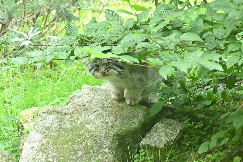オペル動物園のバトゥの写真
