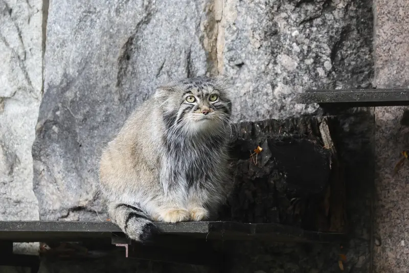 モスクワ動物園のティモフェイの写真