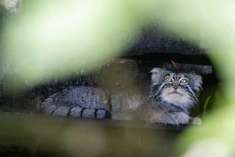 モスクワ動物園のティモフェイの写真