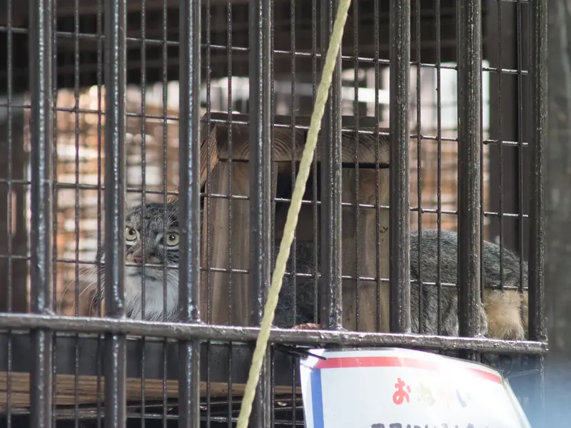 野毛山動物園のフィーガの写真