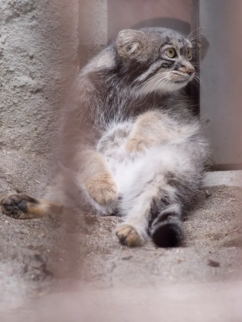 野毛山動物園のフィーガの写真