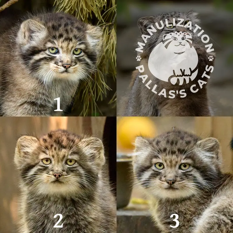 ノヴォシビルスク動物園のスネジャナの息子 b.2026 Ⅰ、スネジャナの娘 b.2026 Ⅱとスネジャナの息子 b.2026 Ⅲの写真