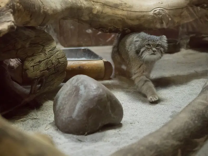 恩賜上野動物園のクリョンの写真