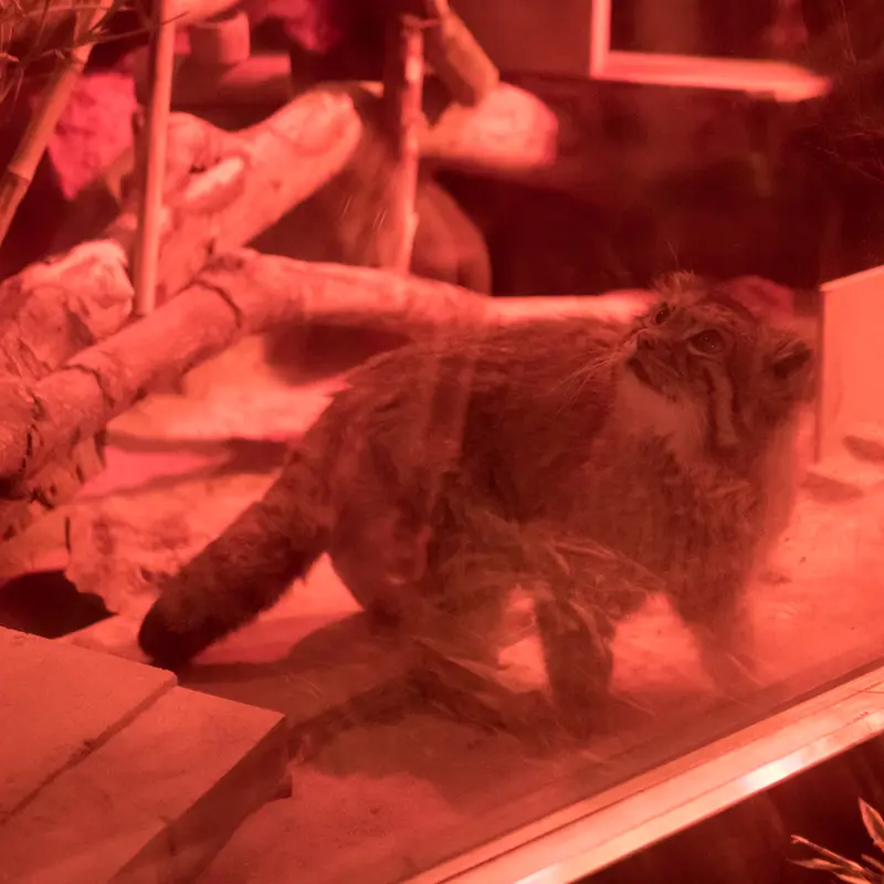 恩賜上野動物園のナイマの写真