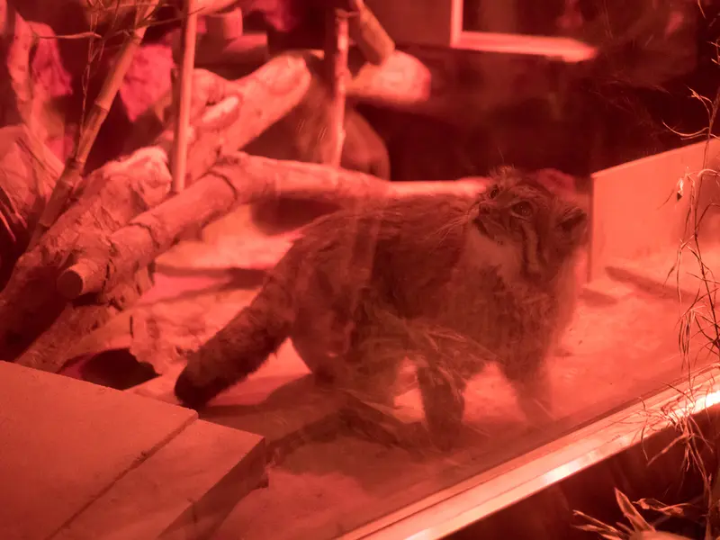 恩賜上野動物園のナイマの写真