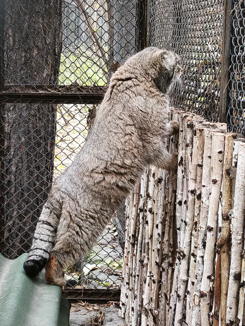 ノヴォシビルスク動物園のジョージの写真