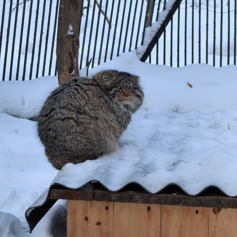 ノヴォシビルスク動物園のマリクの写真