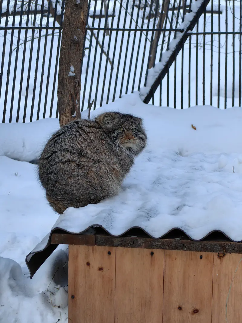 ノヴォシビルスク動物園のマリクの写真