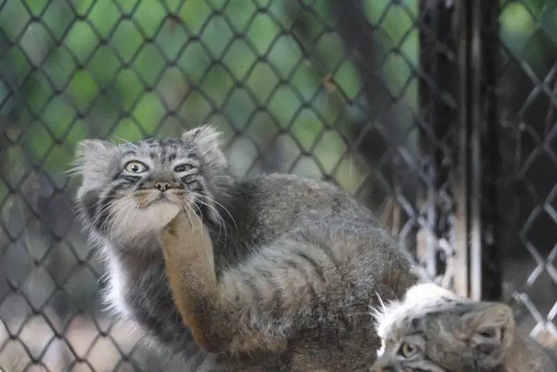 ノヴォシビルスク動物園のマヌルネコの写真