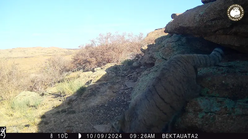 ベクタウアタ 2カメラトラップで撮影したOtocolobus manul manulの写真