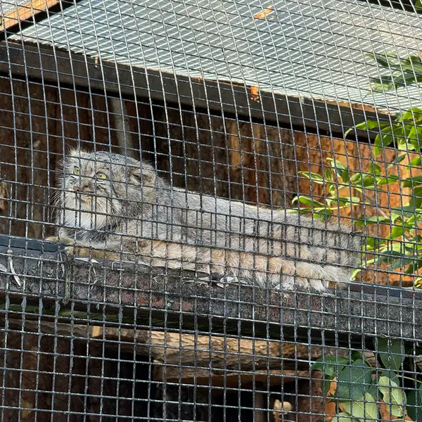 レニングラード動物園のシューの写真