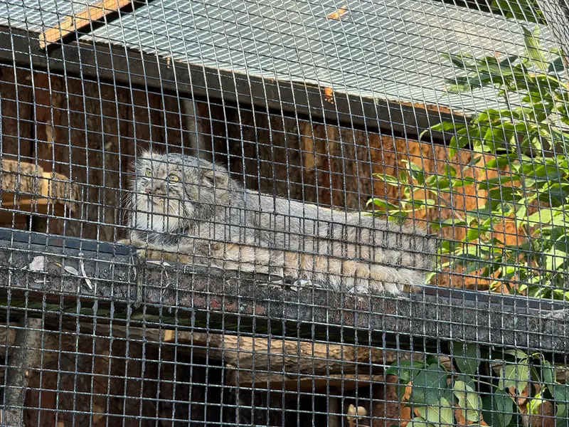 レニングラード動物園のシューの写真