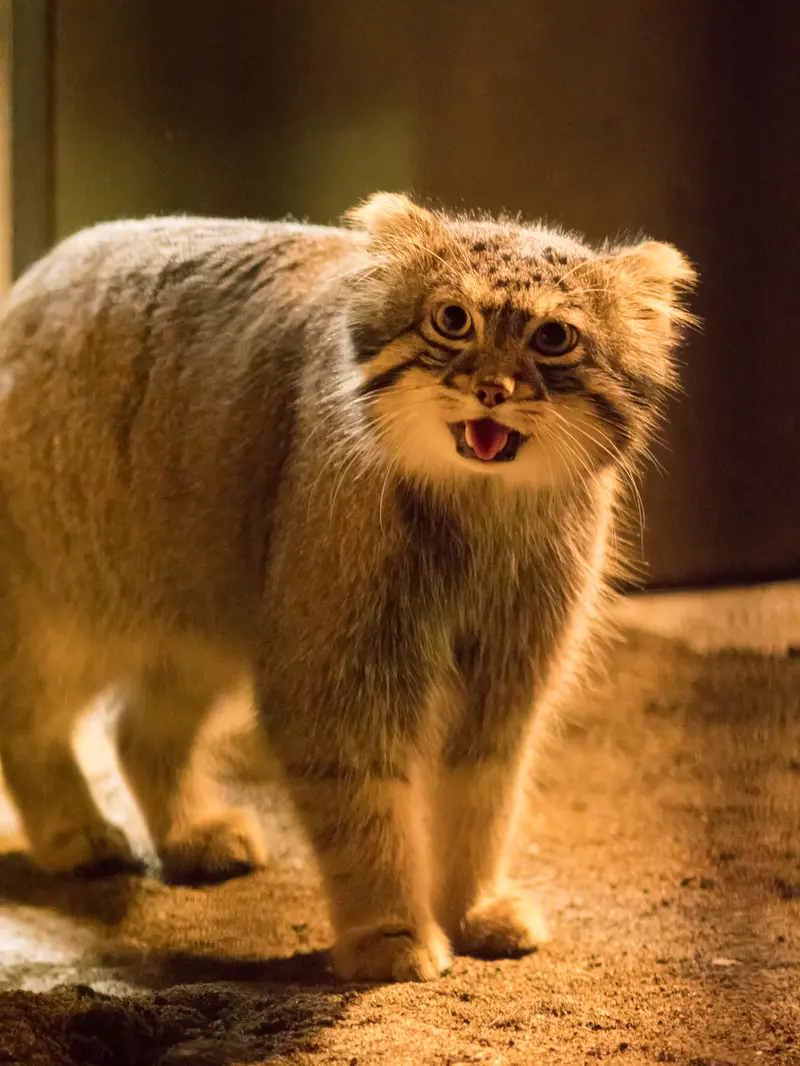 野毛山動物園のフィーガの写真