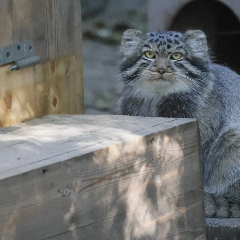 ノヴォシビルスク動物園のロロの息子 b.2026 Ⅱの写真