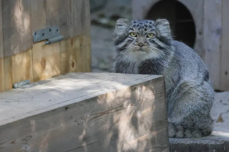 ノヴォシビルスク動物園のロロの息子 b.2026 Ⅱの写真
