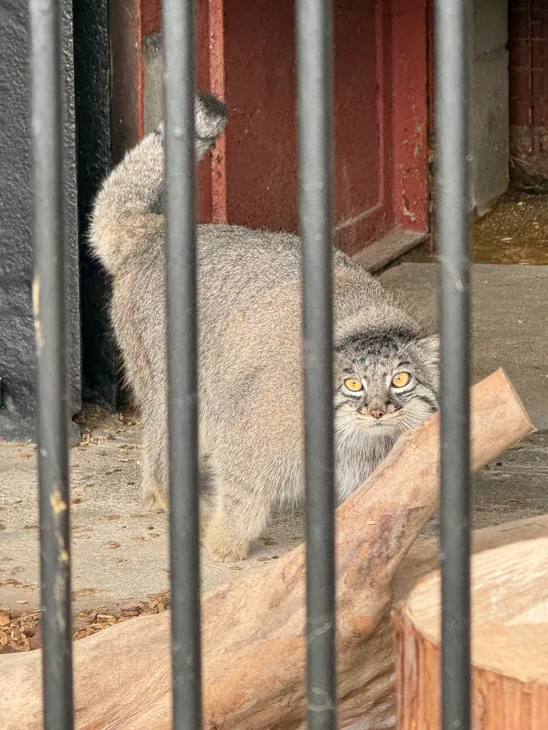ごかつら池どうぶつパークのメイの写真